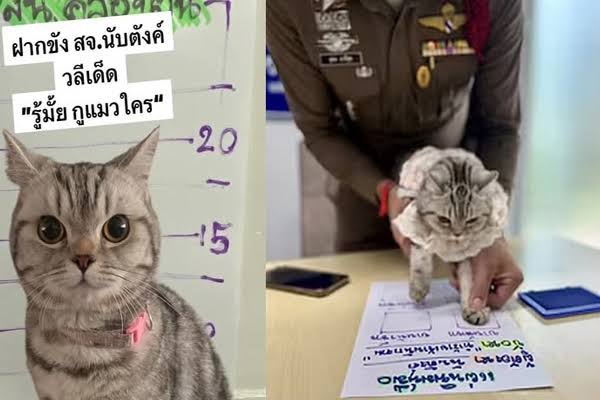 Thailand viral cat